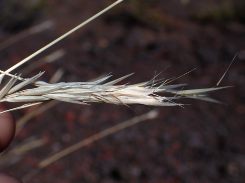 Rytidosperma racemosum observed 2026-08-01