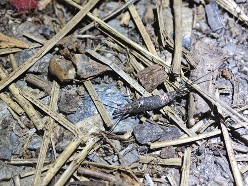 iNaturalist observation photo of Pedetontus