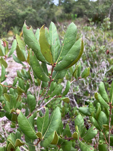 Quercus inopina, photograph 6