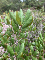 Quercus inopina, photograph author not stated, no rights reserved