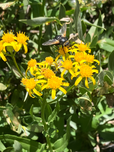 iNaturalist observation photo of Archytas