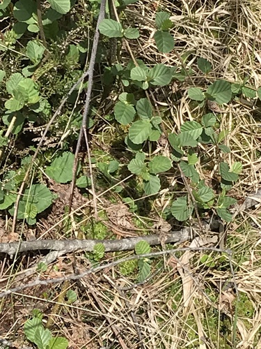 Waldeidechse