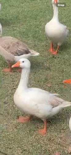 Greylag Goose