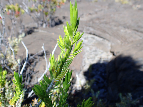 Dubautia ciliolata observed 2026-08-01
