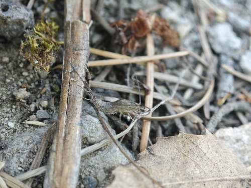 iNaturalist observation photo of Jumping Bristletails