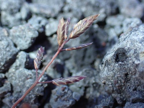 Eragrostis brownii observed 2026-08-01