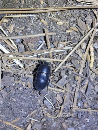 iNaturalist observation photo of Coniontis