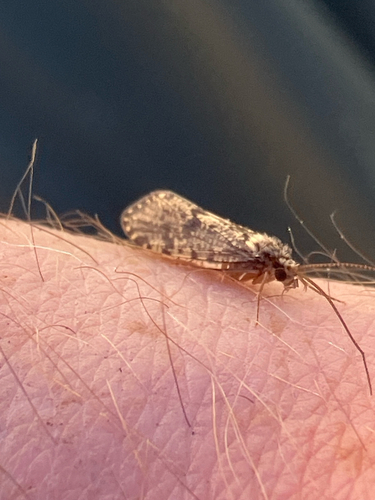 iNaturalist observation photo of Rhyacophila