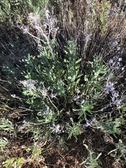 Heterotheca angustifolia