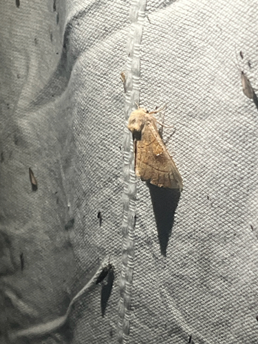 iNaturalist observation photo of Nadata