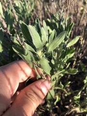 Heterotheca angustifolia