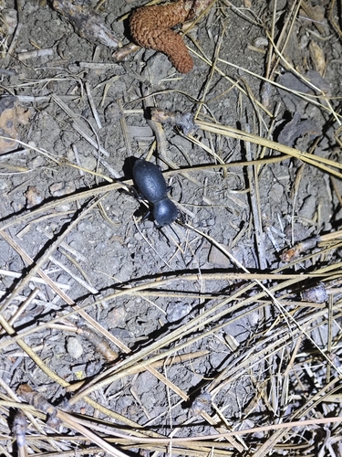 iNaturalist observation photo of Zopherus granicollis