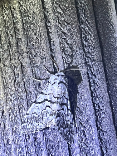 iNaturalist observation photo of Western Panthea Moth