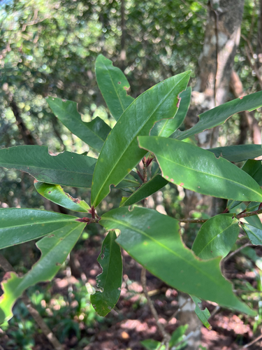 Myrsine seguinii observed 2026-08-02