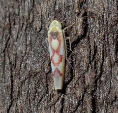 Zygina flammigera