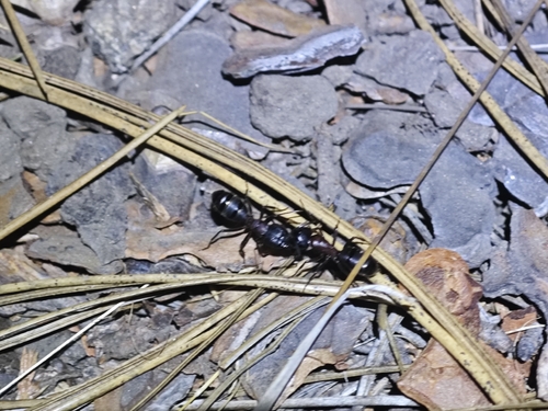 iNaturalist observation photo of Carpenter Ants, Typical Sugar Ants and Allies