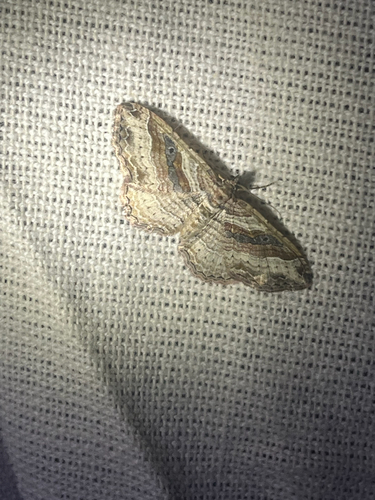 iNaturalist observation photo of Bent-lined Carpet