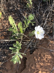 Oenothera engelmannii
