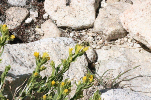 iNaturalist observation photo of Vancouver Bumble Bee