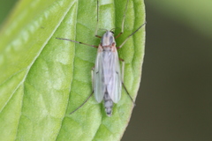 Chironomus