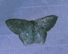 Maxates hemitheoides-lactipuncta-microdonta