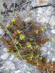 Sedum litoreum