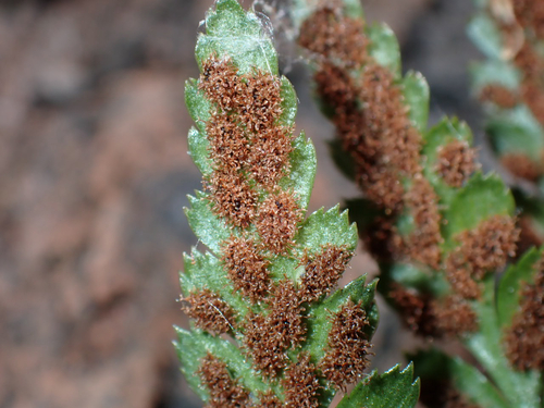 Asplenium adiantum-nigrum observed 2026-08-01