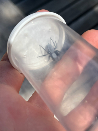iNaturalist observation photo of Phidippus octopunctatus