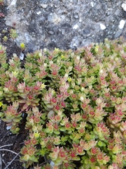 Sedum litoreum