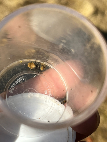 iNaturalist observation photo of Dasymutilla