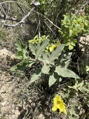 Asclepias viridiflora