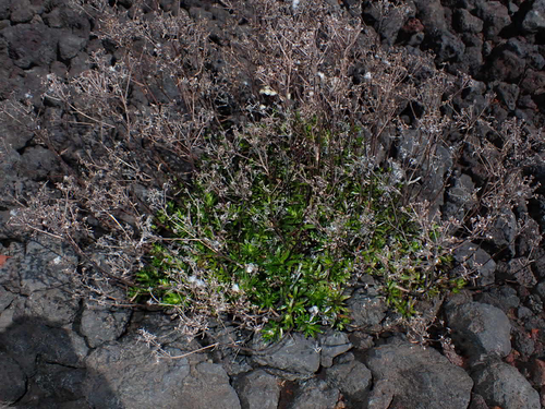 Dubautia scabra observed 2026-08-01