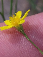 Gutierrezia texana, photograph author not stated, no rights reserved
