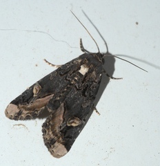 Homophoberia apicosa