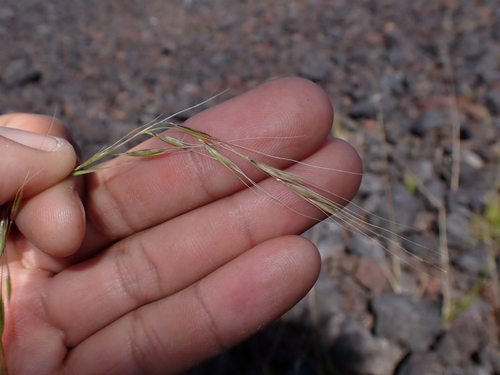Microlaena stipoides observed 2026-08-01
