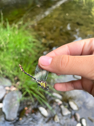 iNaturalist observation photo of Bison Snaketail