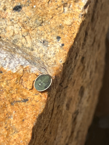 iNaturalist observation photo of Chlorochroa