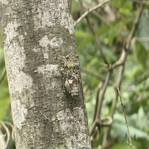 Macrosemia pieli