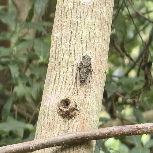 Priest Cicada