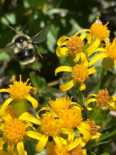 iNaturalist observation photo of Bumble Bees