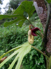 Aristolochia cucurbitifolia