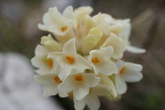 Daphne blagayana