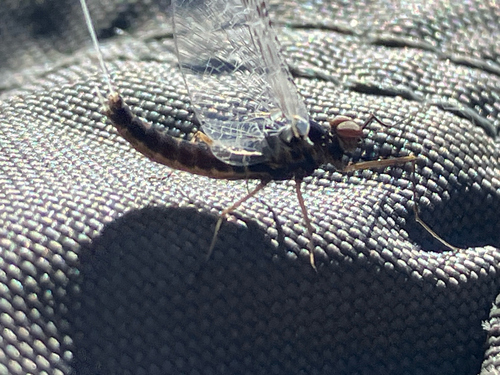 iNaturalist observation photo of Mayflies