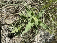 Asclepias viridiflora