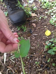 Lysimachia nummularia