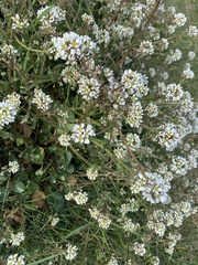 Cochlearia officinalis