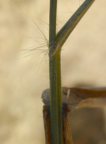 Eragrostis lehmanniana image