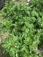 Artemisia vulgaris