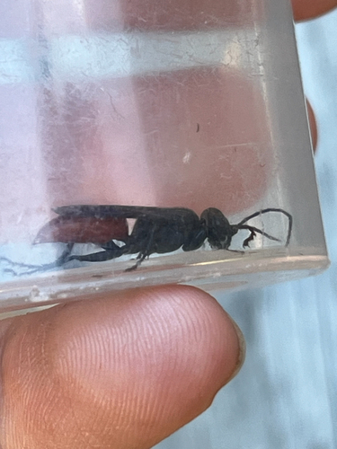 iNaturalist observation photo of Priocnemis oregona
