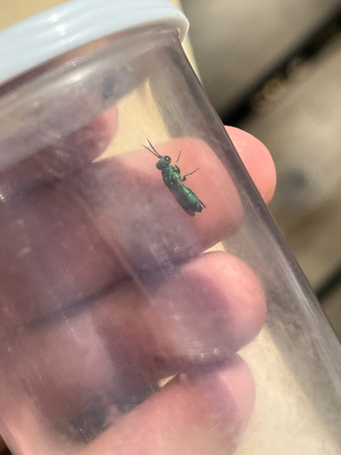iNaturalist observation photo of Chrysidini
